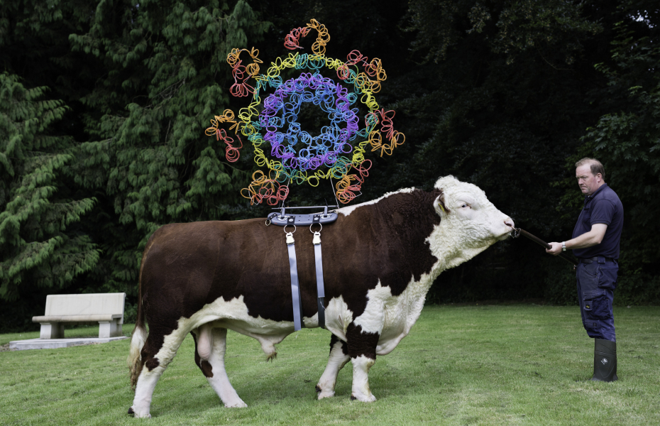 A cow standing in a field beside a male farmer. The cow has a large colourful wire sculpture attached to its back.